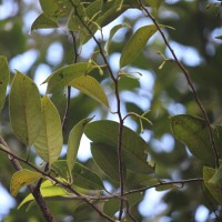 Myristica fragrans Houtt.